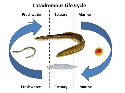 Catadromous—Diadromous and Anadromous Fishes .